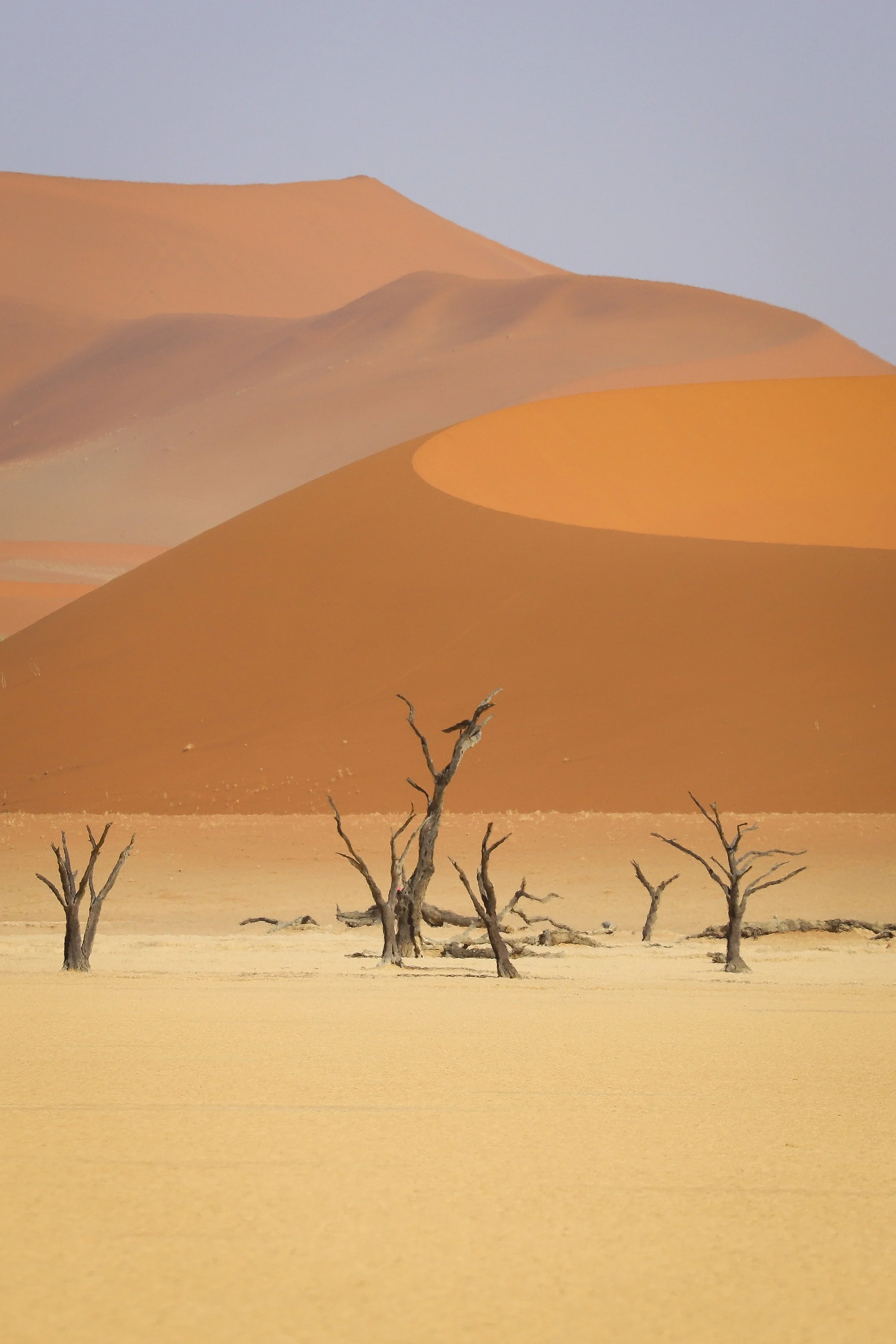 Deadvlei, Namib-Naukluft National Park, Namibia