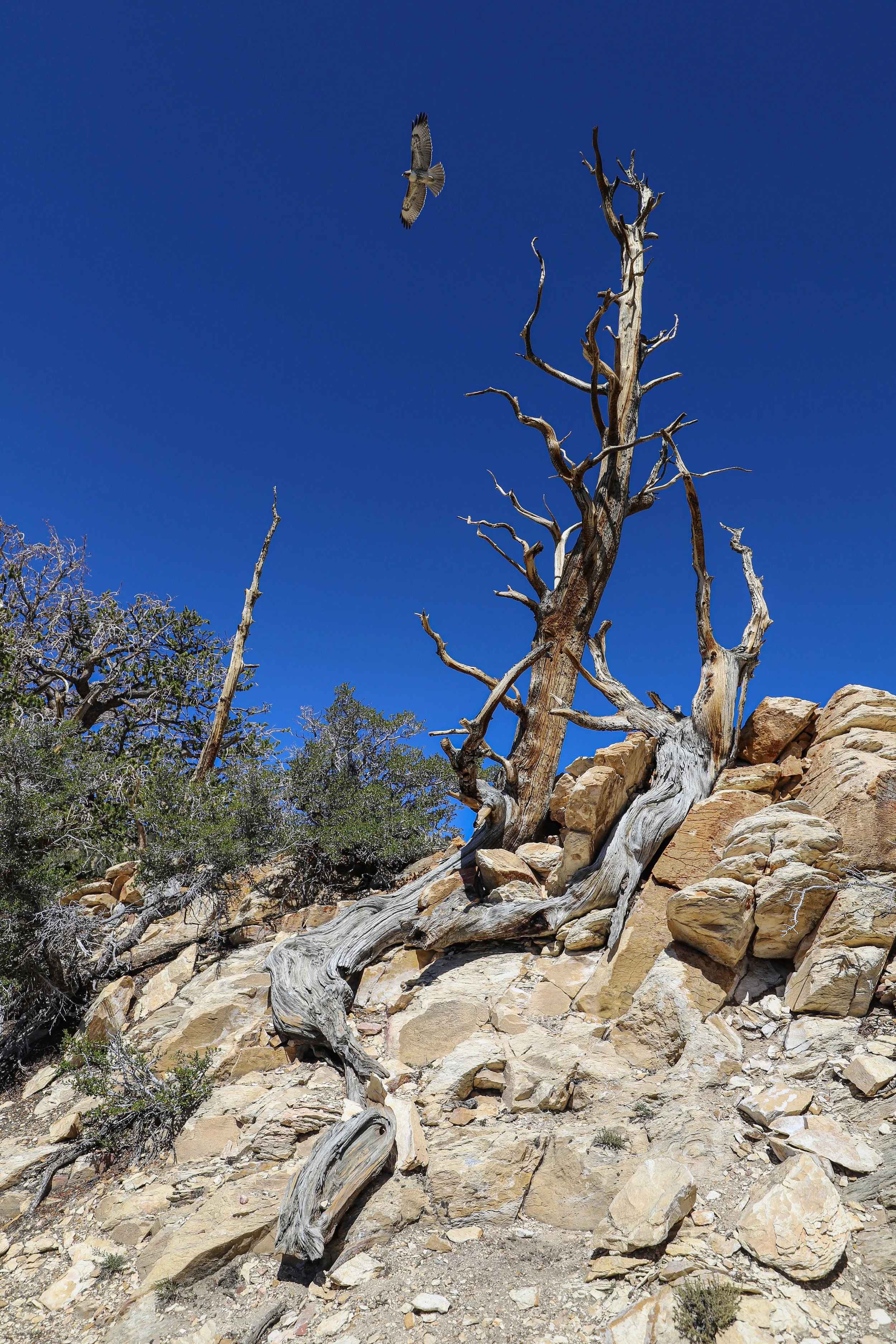 Ancient Bristlecone Pine Forest, California