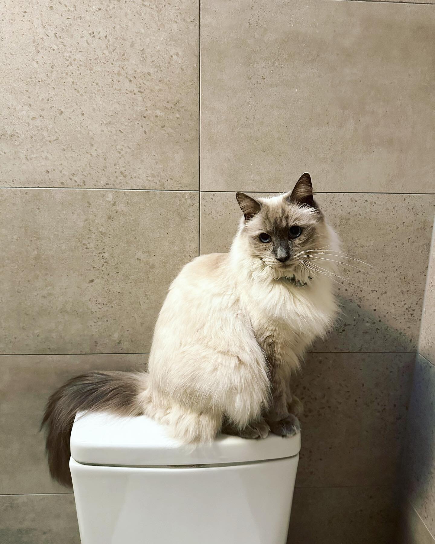 I can&rsquo;t even go to the bathroom alone. 

#ragdoll #ragdollcat #sonnytheragdoll #catlife #catownerproblems