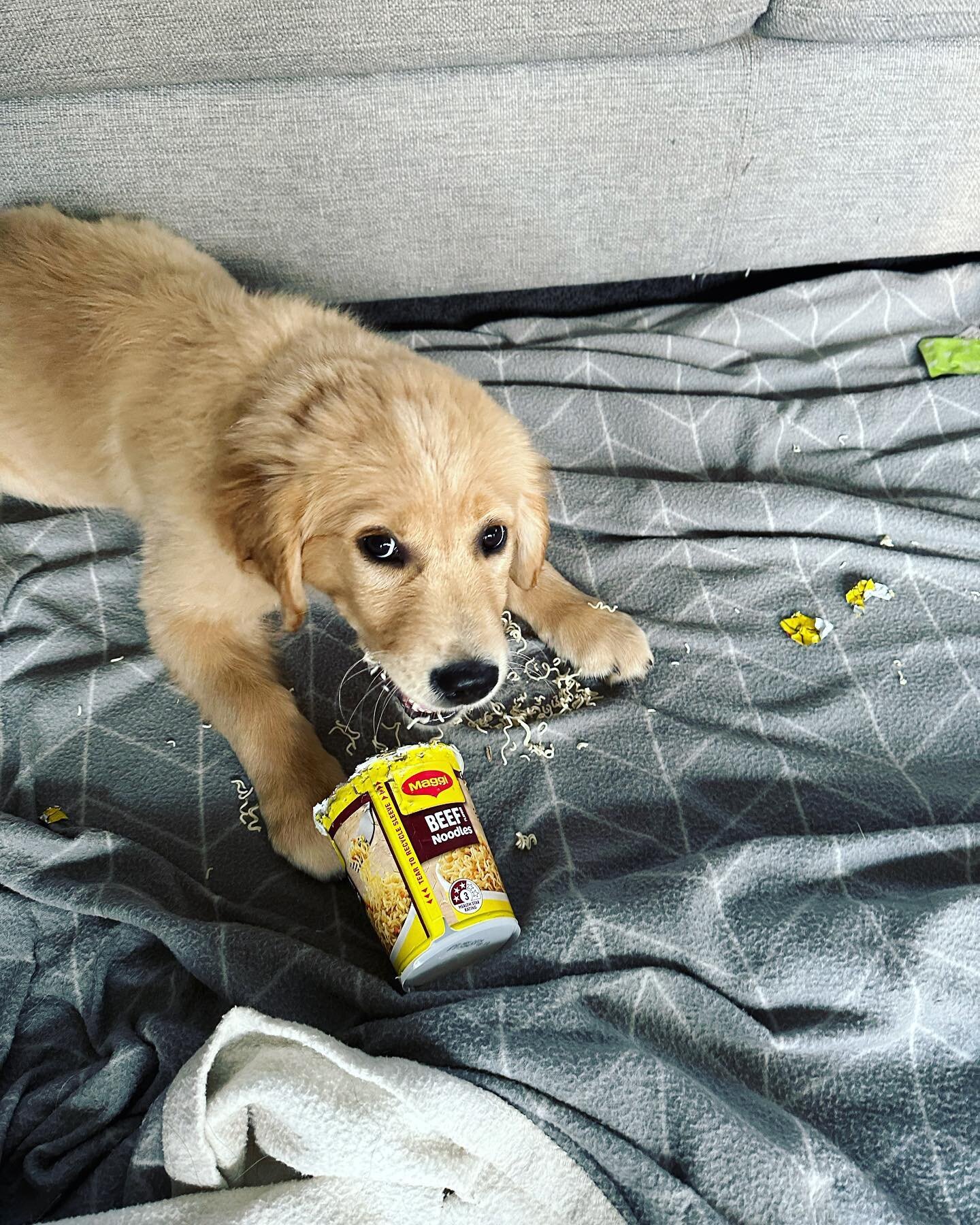 Someone has been very naughty helping themselves to the pantry. 

#naughtypuppy #florencethegoldenretriever #goldenretrieversofinstagram #goldenretriever