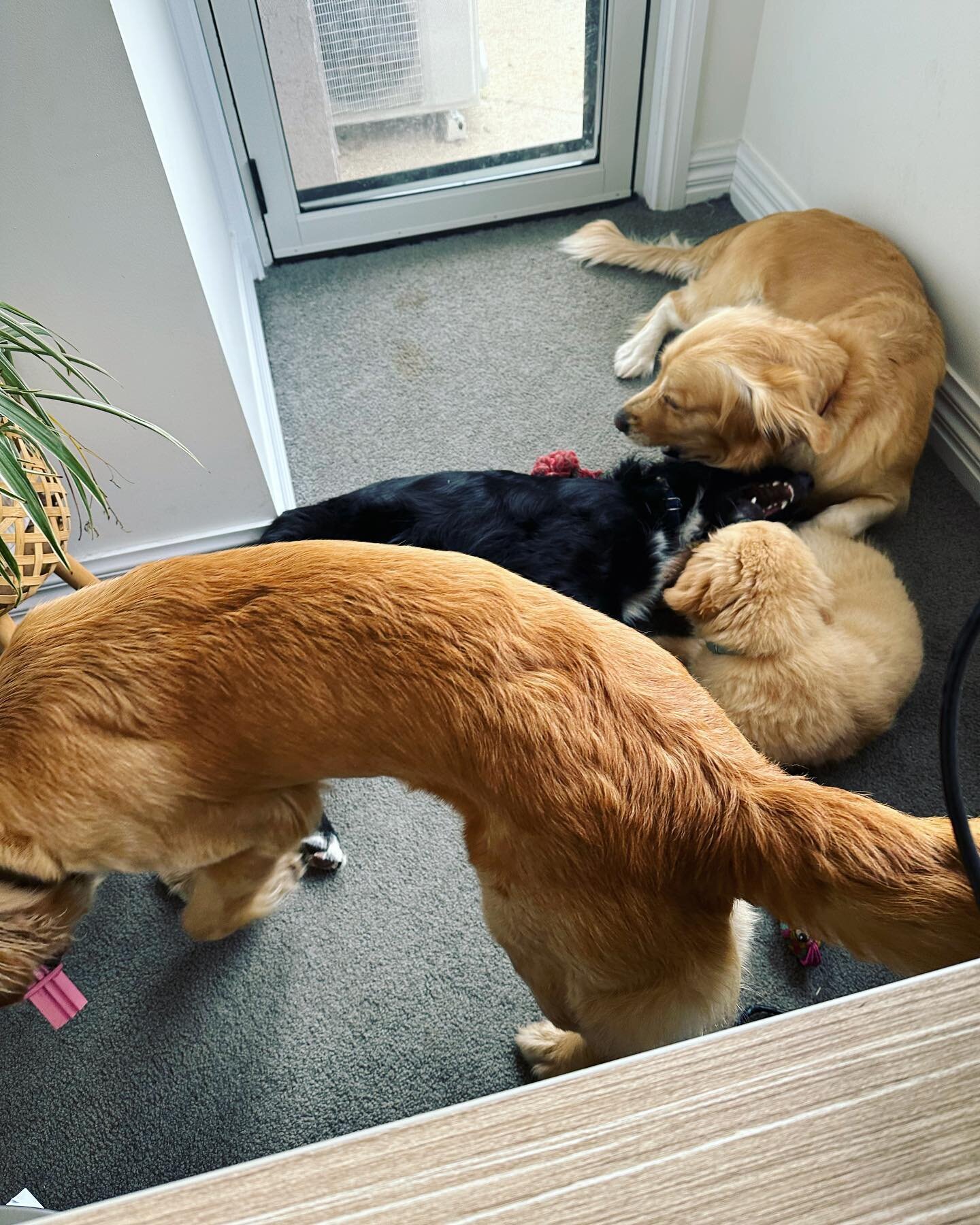 Someone needs to explain to this lot the office is a place of work not play. 

#goldenretriever #bordercollie #writerswithdogs #writingcompanion #writingdistractions