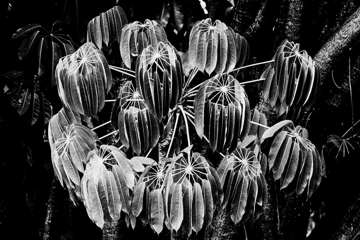 Brunch, Buddies and Botanic Gardens pt2

#blackandwhitephotography #blackandwhitephoto #streetphotography #naturephotography #architecturephotography #blackandwhite #adelaidestreetphotography #adelaide #adelaidebotanicgardens