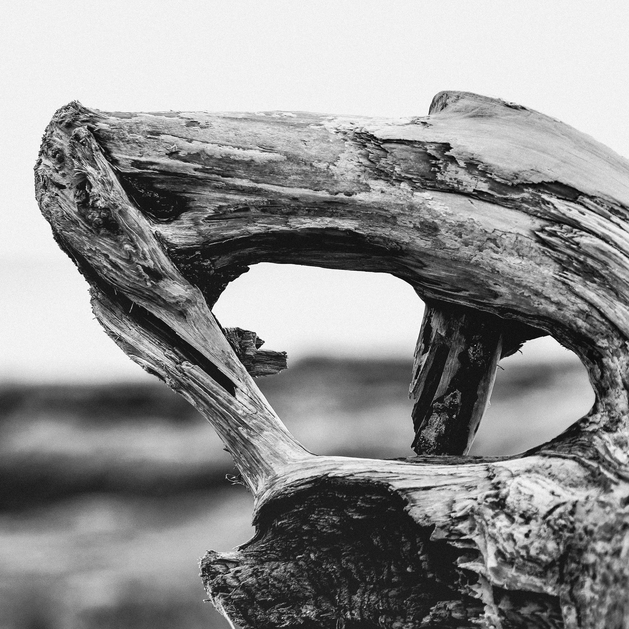 8 - THE SENTINELS GAZE - CAMILLA NORVOLL.jpg