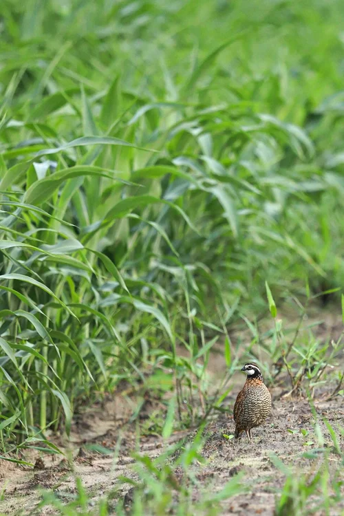 SC Quail Forever closes largest land deal in QF History — South ...
