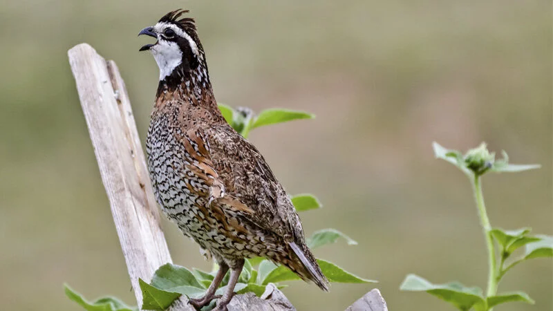 Quail.jpg
