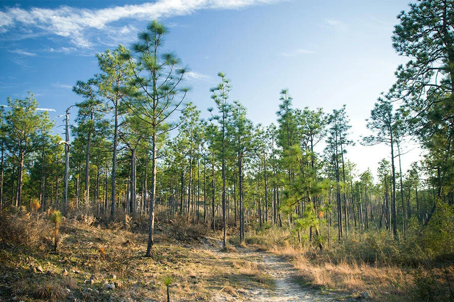 About — South Carolina Quail Forever