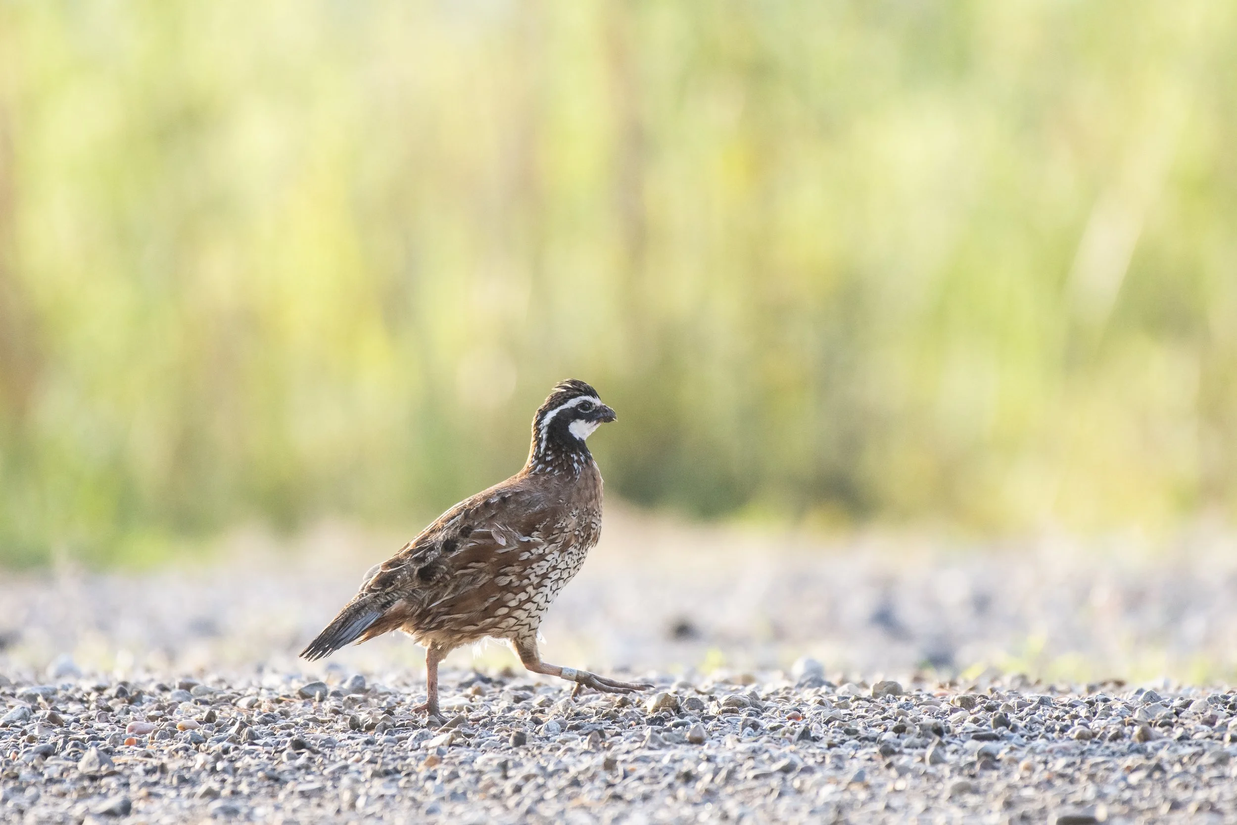 Contact 1 — South Carolina Quail Forever