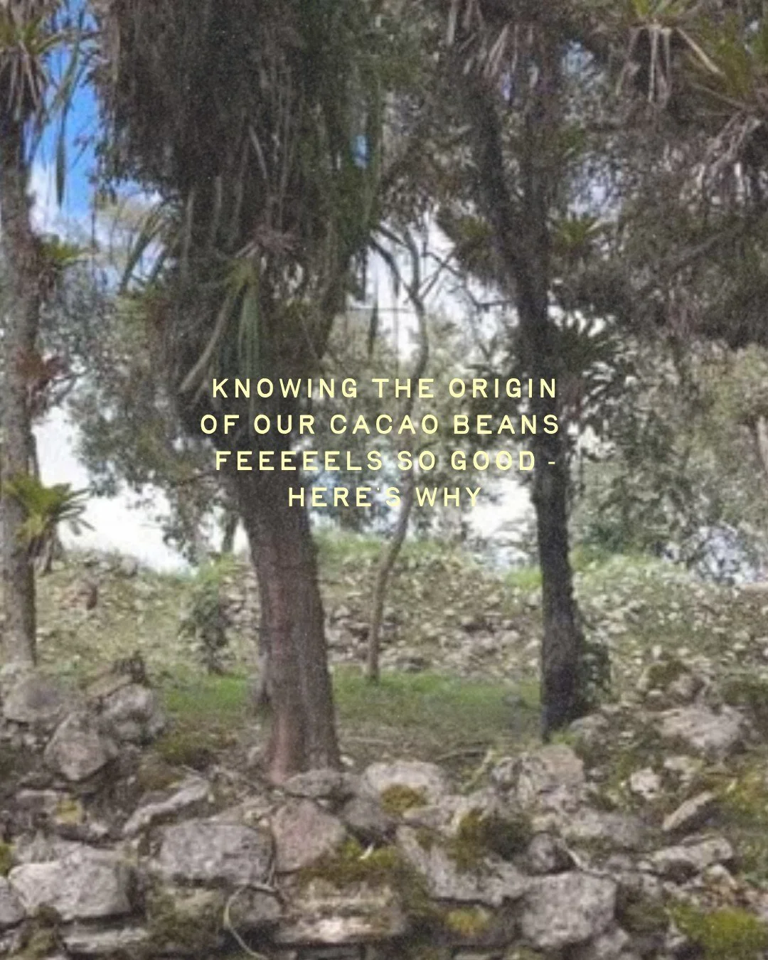 Connection matters to us deeply at Common Roots. We have carefully curated two cacaos from Peru and Guatemala that we can trace back to the land and the trees. The Cacao producers we work with both share a reverence for the whole ecosystem of Cacao a