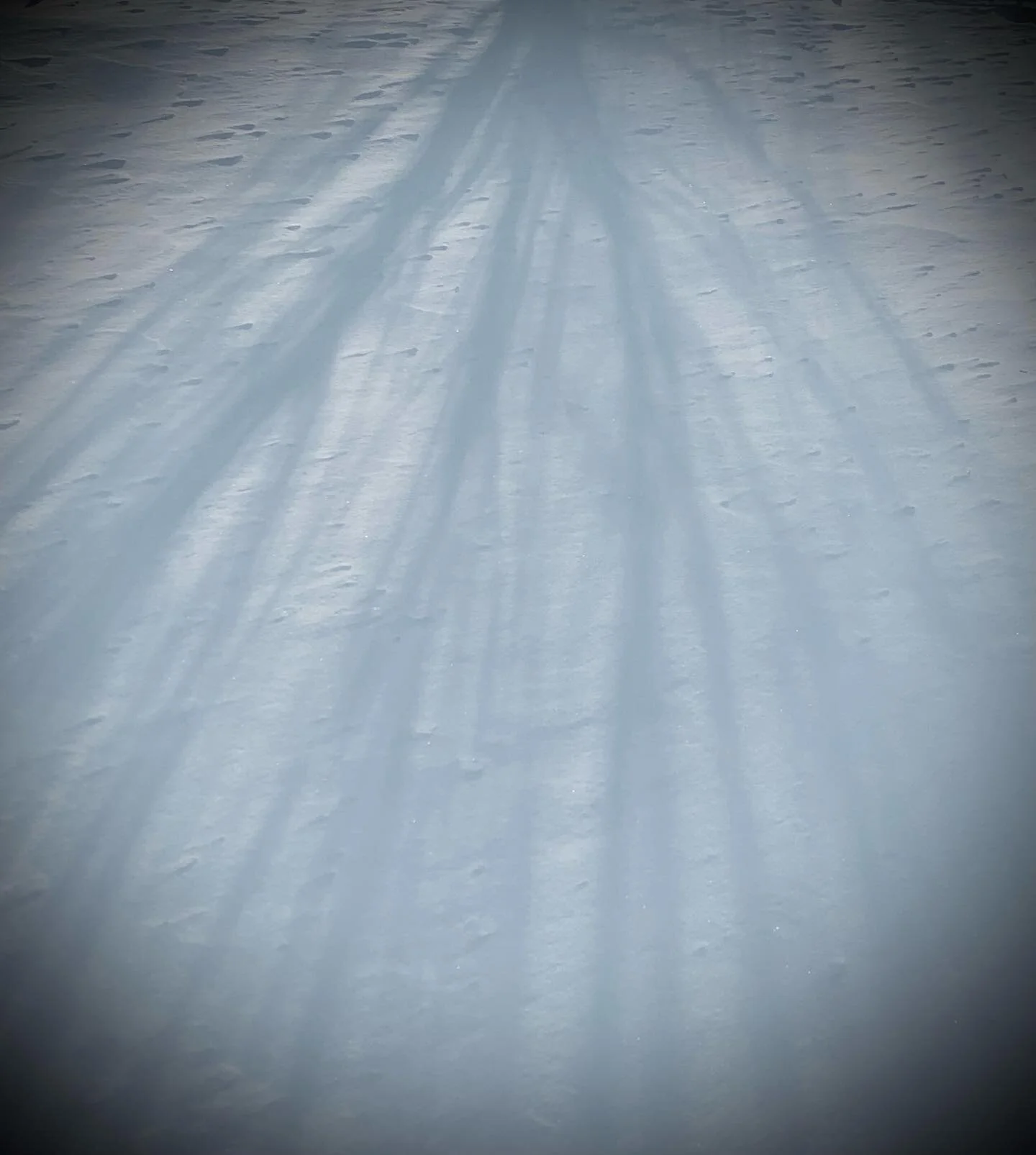 Notes on a walk: Snow Day