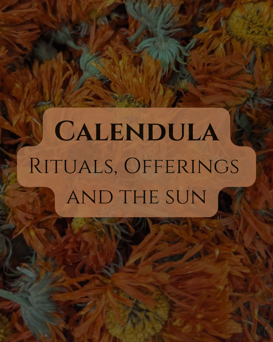 Calendula | Rituals, Offerings + Sun Associations