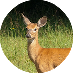 Deer.png