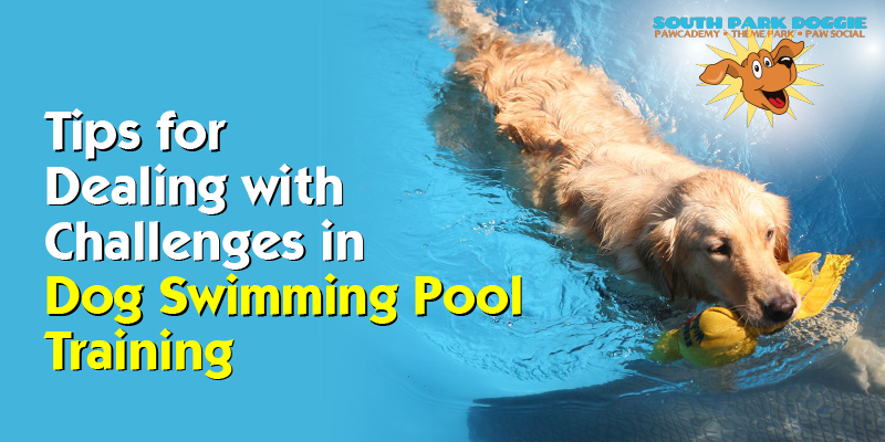Dog Swim Area Introduction Techniques Reference: Dog Swimming Lessons