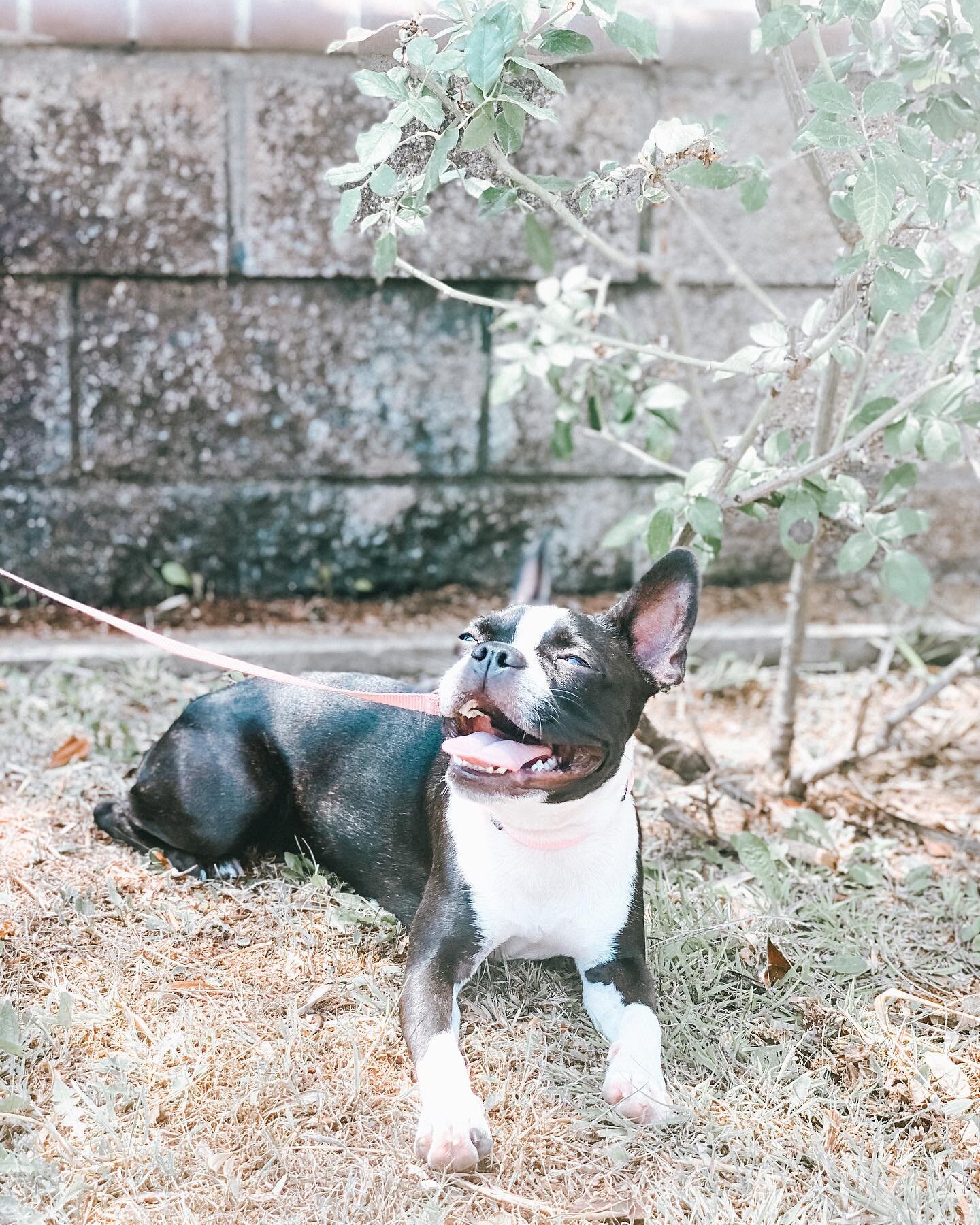 ✌🏽 things here.. why is my dog panting excessively out the gates and how important is patience at the door? we live in cali and yes some days get really hot but what about the ones that aren&rsquo;t and you&rsquo;re noticing your dog is on a pant-ra