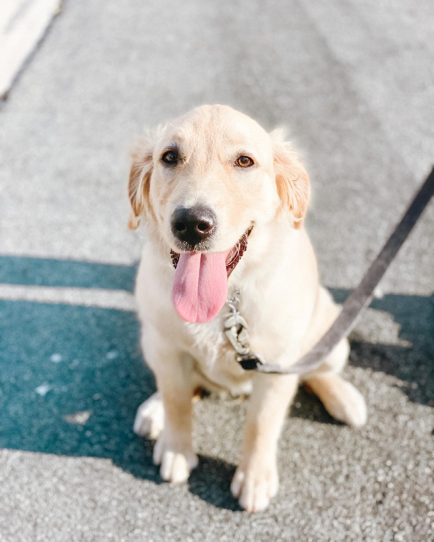 it&rsquo;s Molly&rsquo;s ears for me 🥺🤍
.
.
5 easy things to add into your dog&rsquo;s routine to teach them impulse control ✨ 
.
.
+ waiting for food even once food bowl is down 
+ waiting at doors 
+ eye contact exercises w/food 
+ teaching a sol