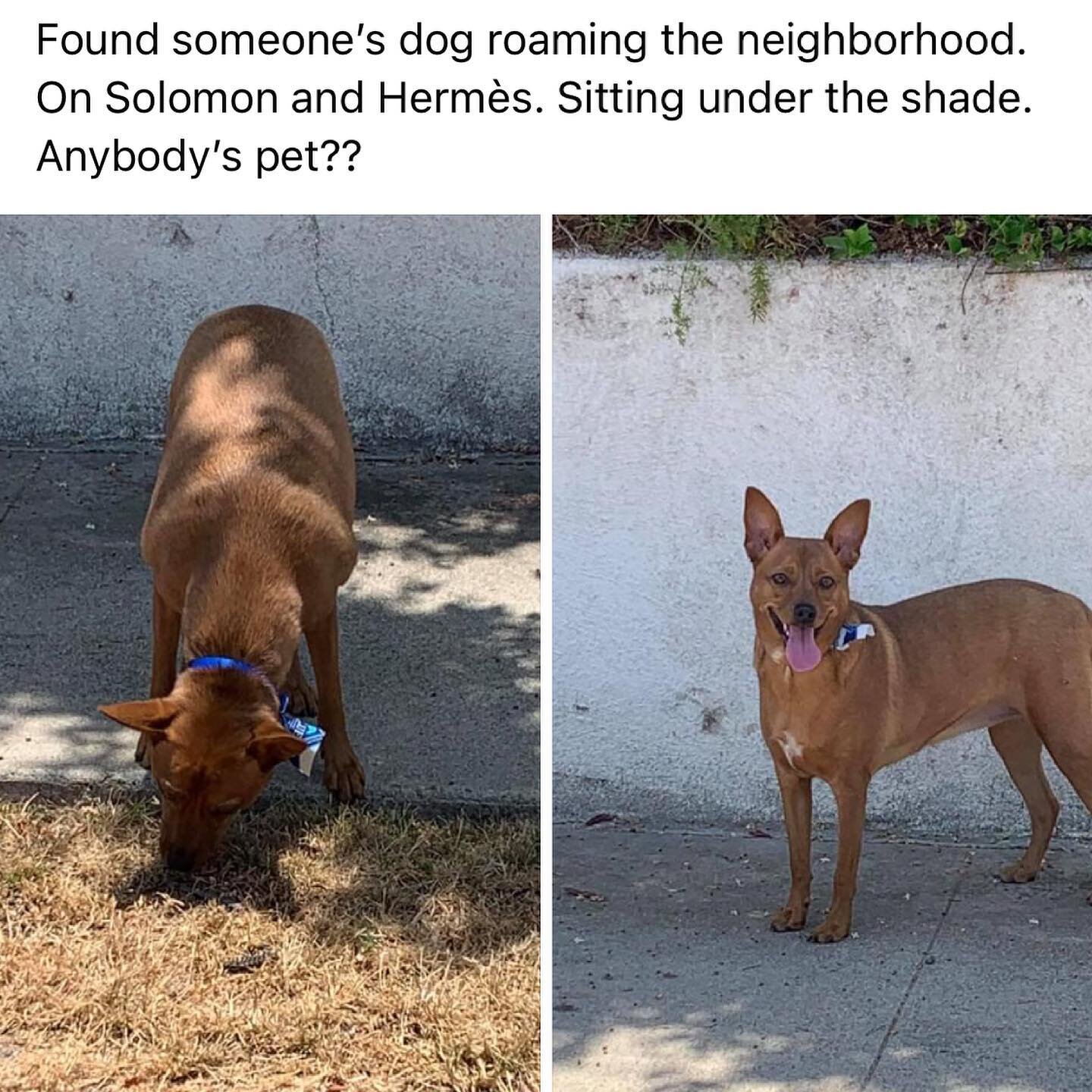 HI FRIENDS! long story short this dog was found yesterday in Anaheim Hills after being left on the street with a note attached to it saying &ldquo;please give this dog a better home.&rdquo; so horrible and shameful I can&rsquo;t even BUT I&rsquo;m ju
