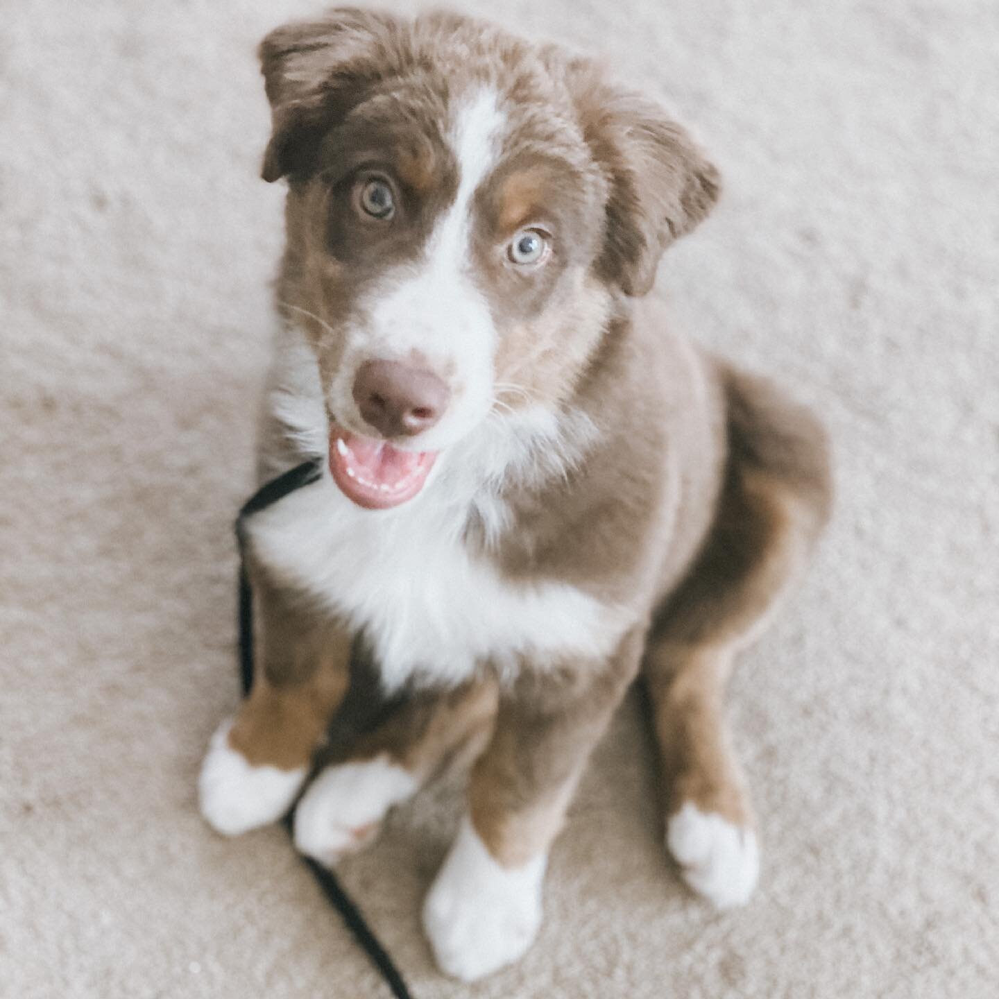 MEET SHADOW 😚
.
.
.
so lovable and let&rsquo;s be real he is damnnnnn cute and smart. however, already showing signs of being demanding when asked to do things like just hang out or relax. it should not be that we have to wait on our dog&rsquo;s ter