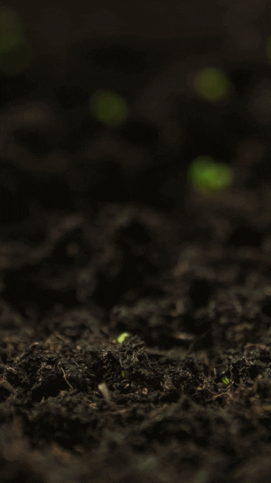bertolli_spring.gif