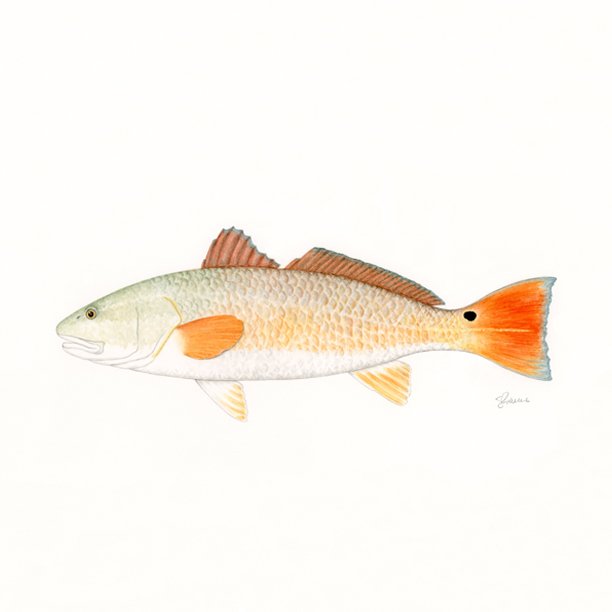 Redfish Original Watercolor Painting — Shanna Masters