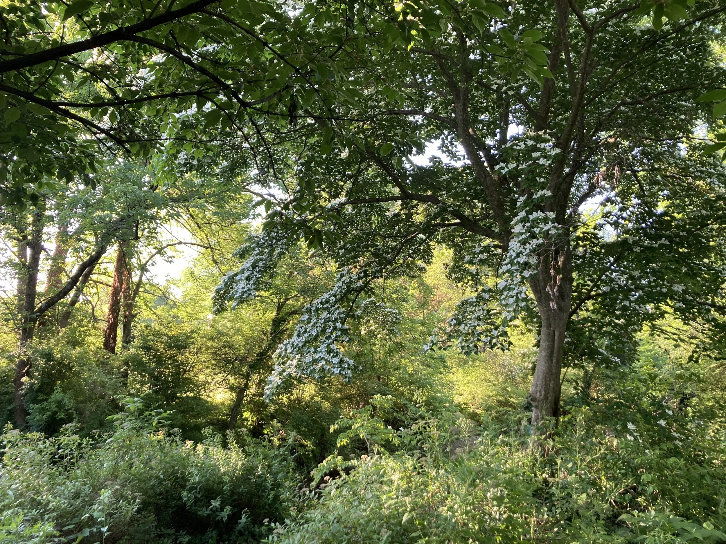 Maplewood Memorial Park Conservancy’s Flora &amp; Fauna Walk