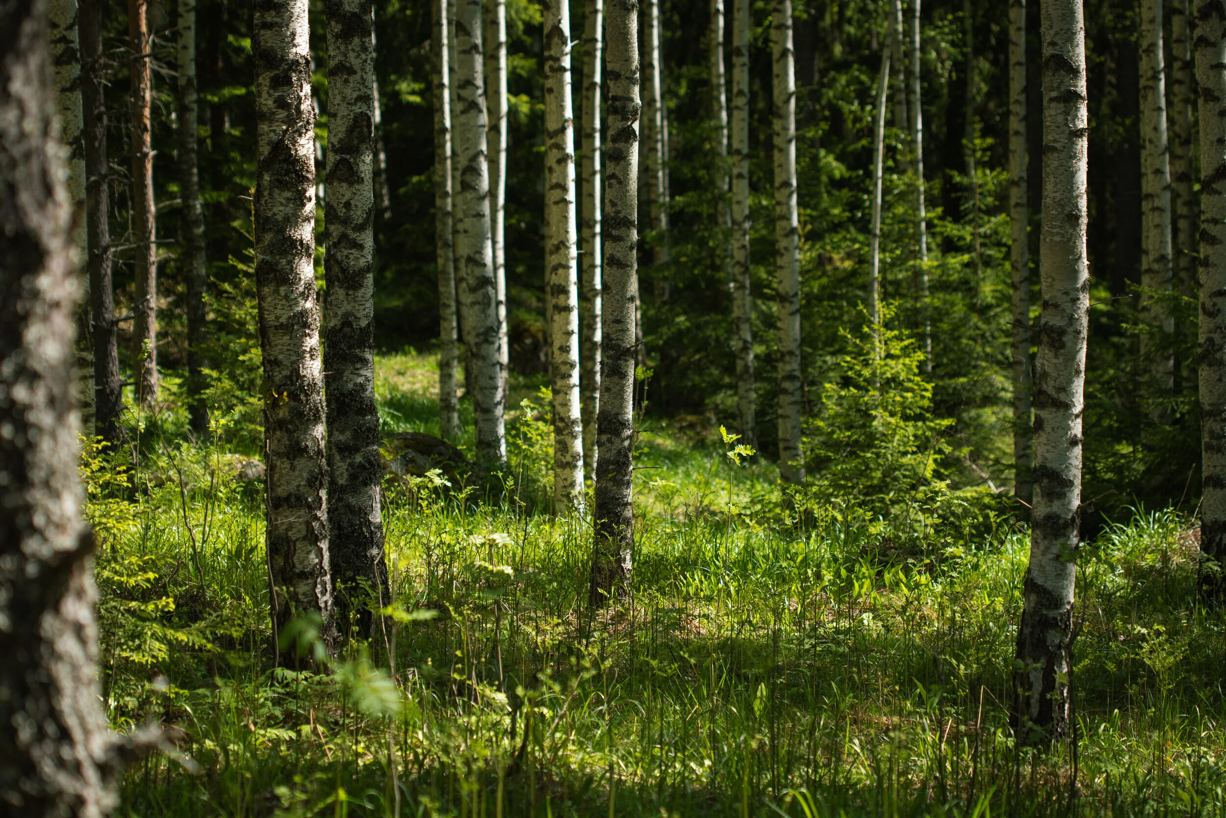 koivut.jpg