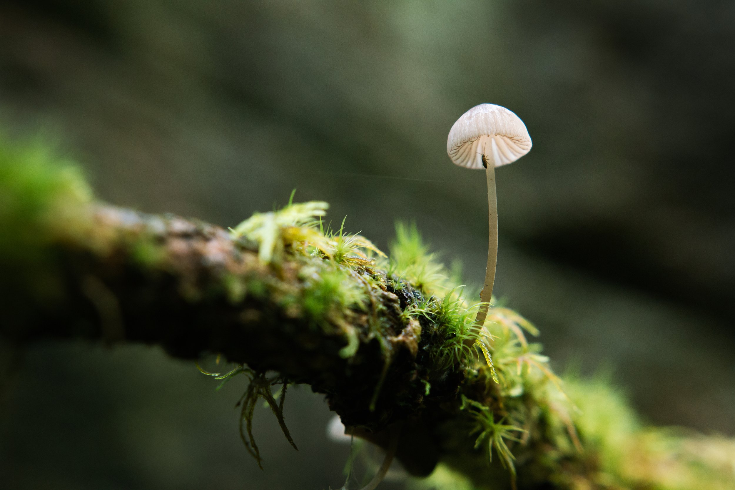 mycena 3.jpg