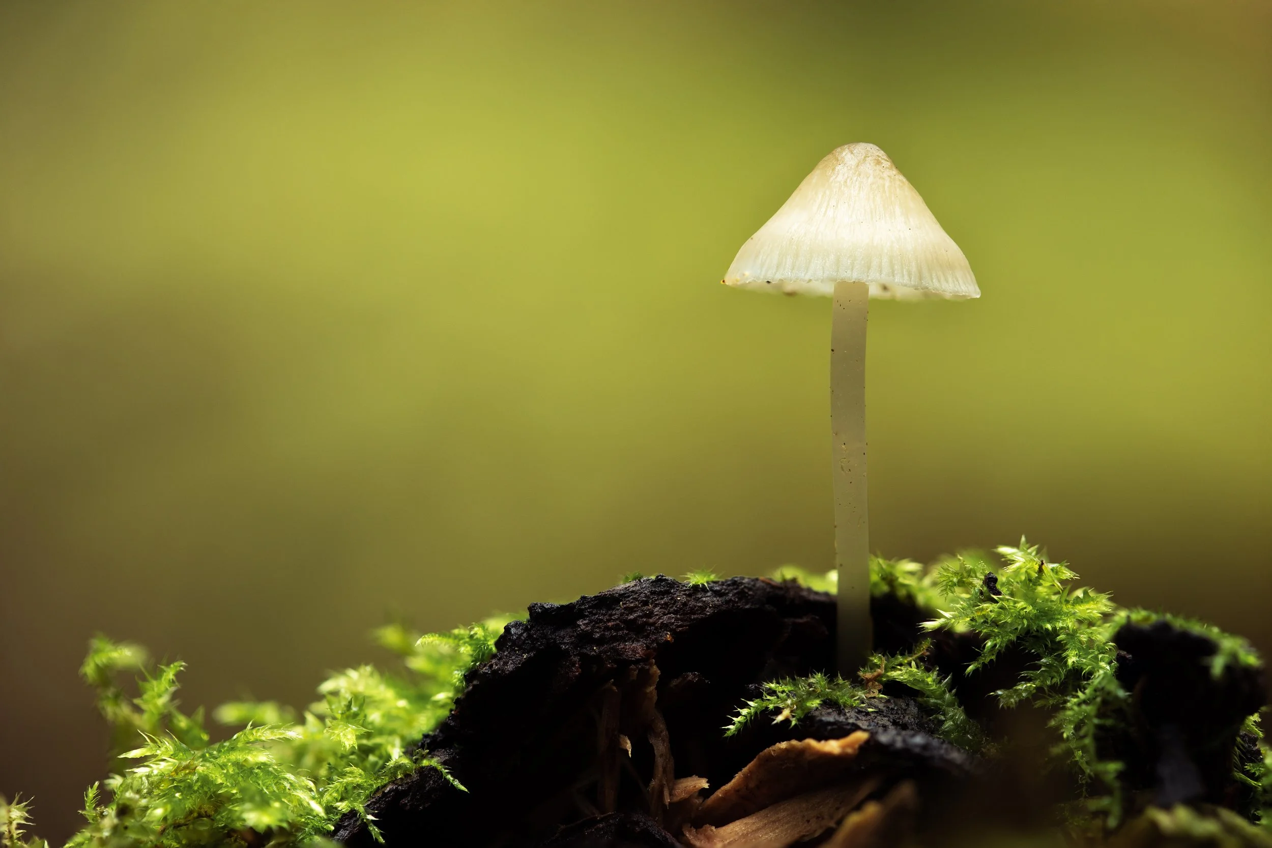 mycena_focus_stack.jpg