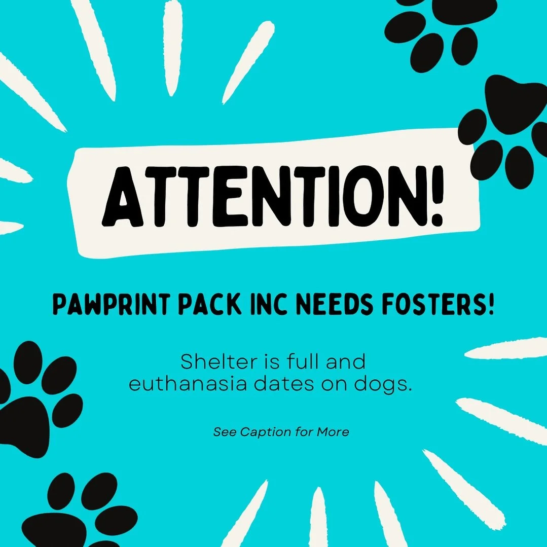URGENT PLEA 🆘‼️ 

Pawprint Pack Inc needs fosters NOW! The shelter is full and dogs are at risk. Fostering is free, and Pawprint Pack Inc will provide all supplies and vet care. Save a life today! Email: pawprintpackinc@gmail.com 🐾❤️ 

#StreetDogDa