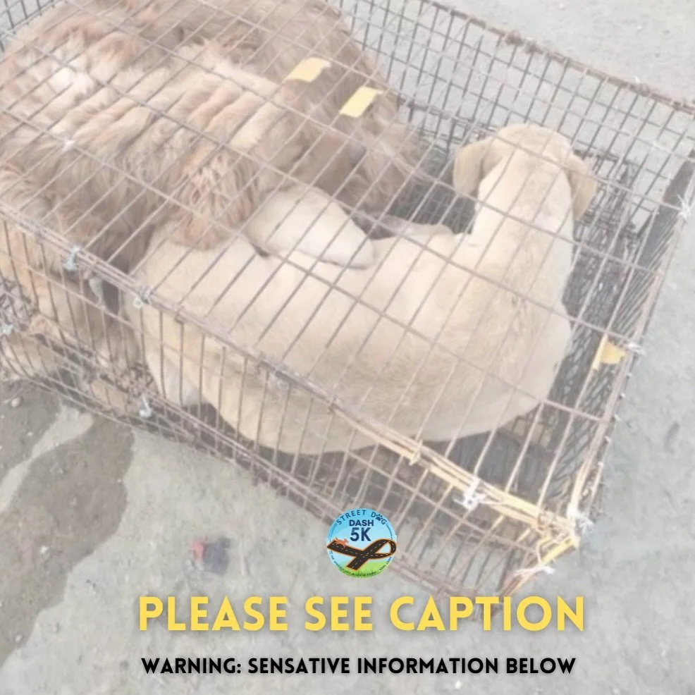 ⚠️ Sensitive information ⚠️ Please take a moment to sign our petition with the links in bio ☝️ The Yulin Dog Meat Festival, held annually in Yulin, China, is a heartbreaking event that brings immense suffering to countless dogs. Here are some devasta
