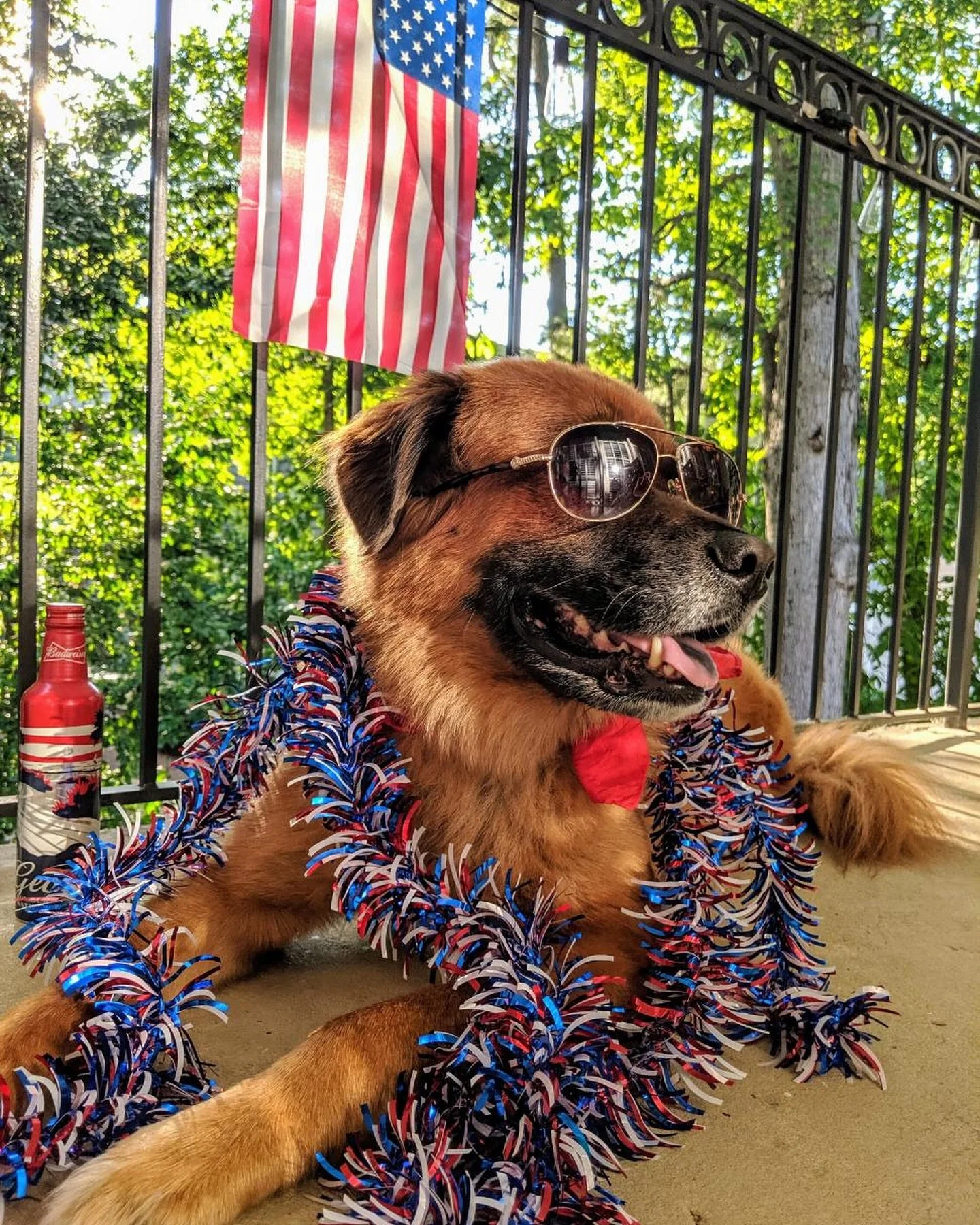 We hope everyone is having a wonderful Fourth of July! 🇺🇸 Happy Birthday, America! 💥 #fourthofjuly 

#streetdogdash5k #dogsofinstagram #doglover #dog