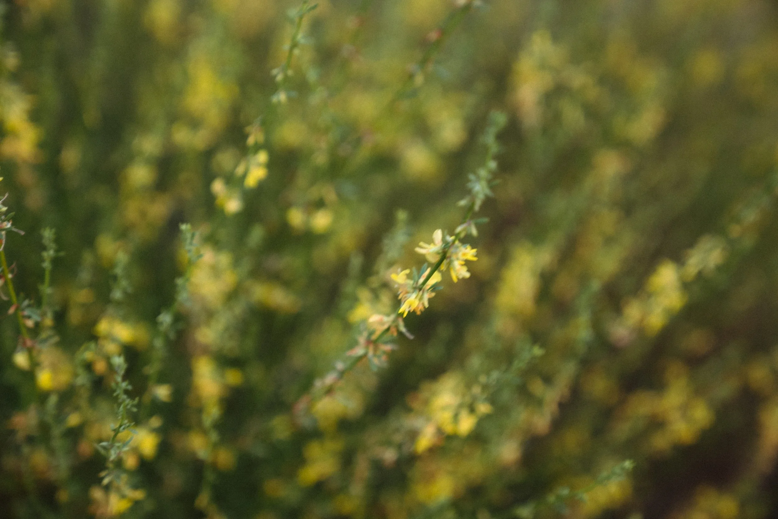 DSC09010.jpg