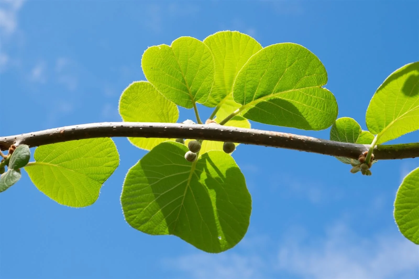 young kiwifruit leaves