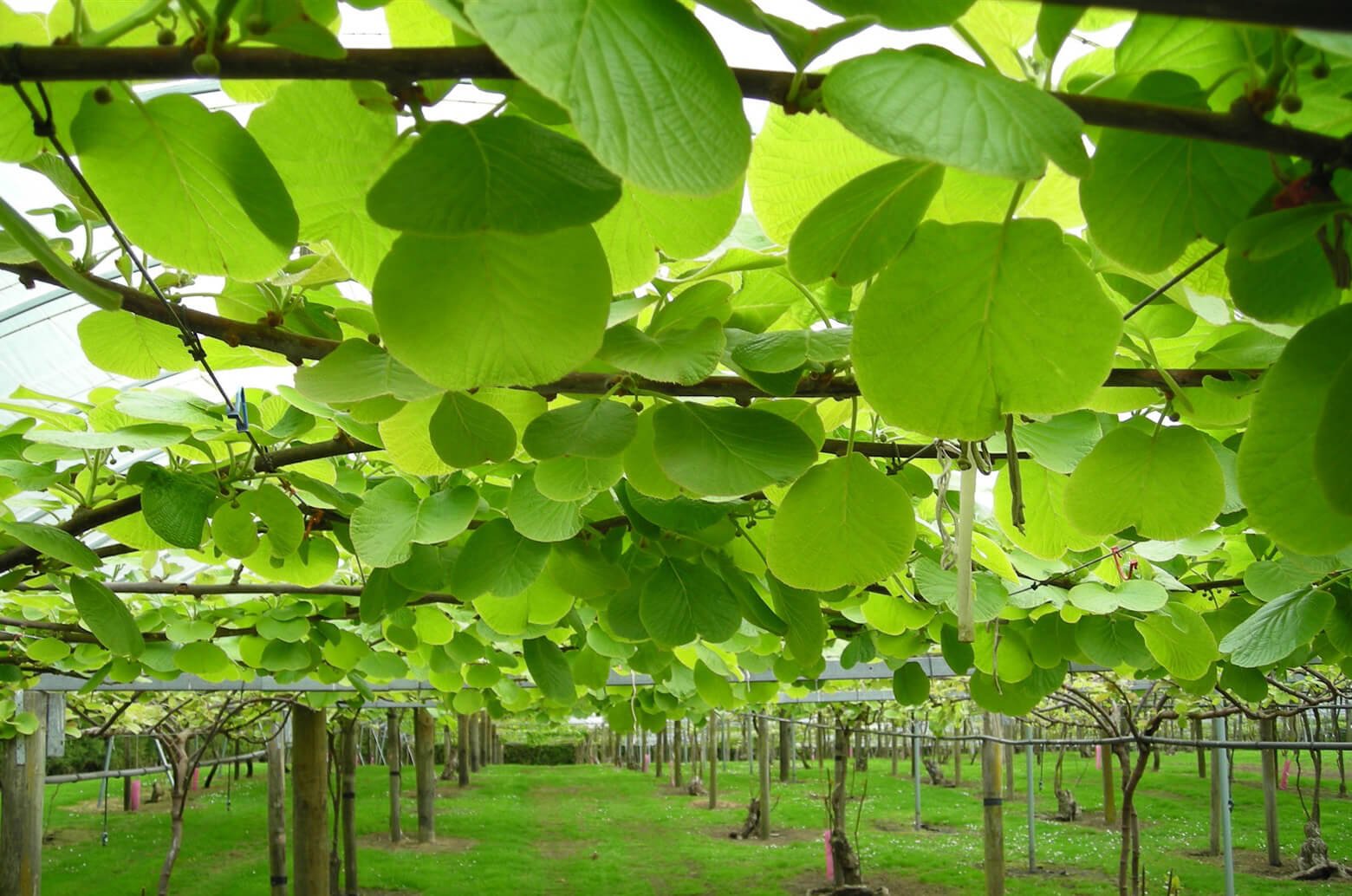 healthy kiwifruit orchard