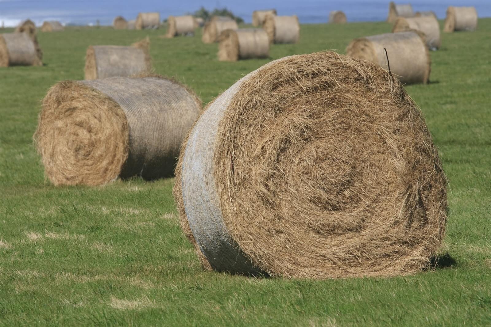 round hay bales in a paddock