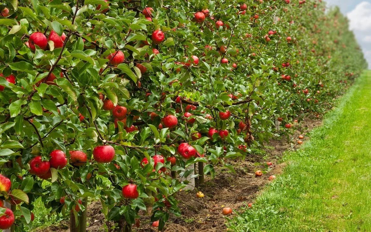 a row of healthy apple trees
