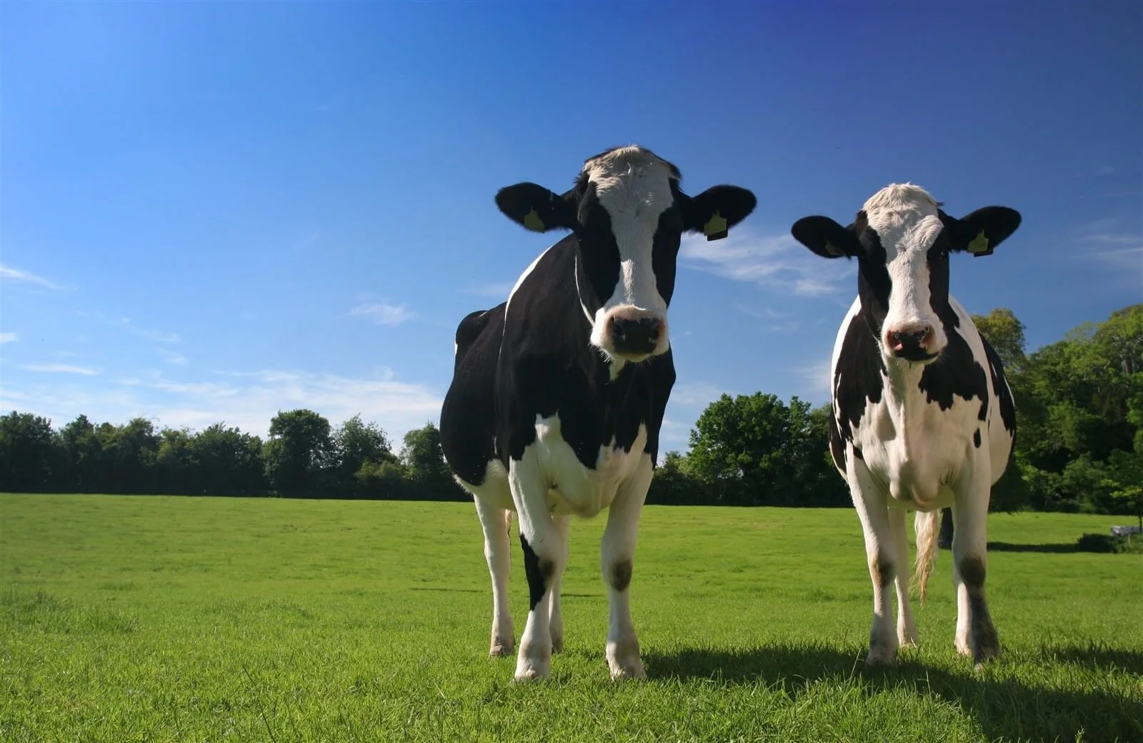 cows on grass