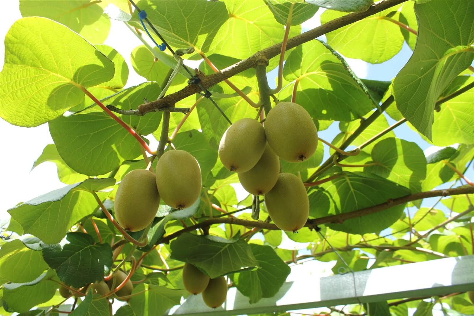 fruit on kiwifruit vines
