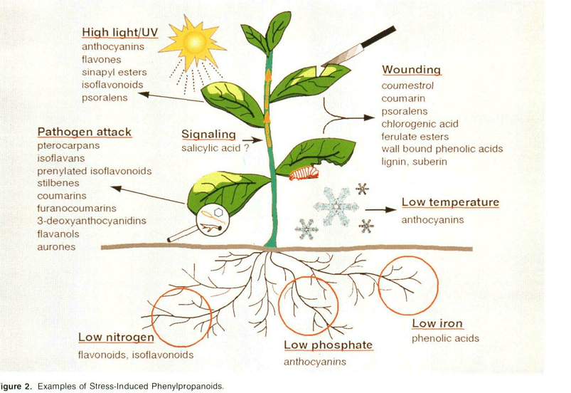 About Naturezest — Zest Biotech