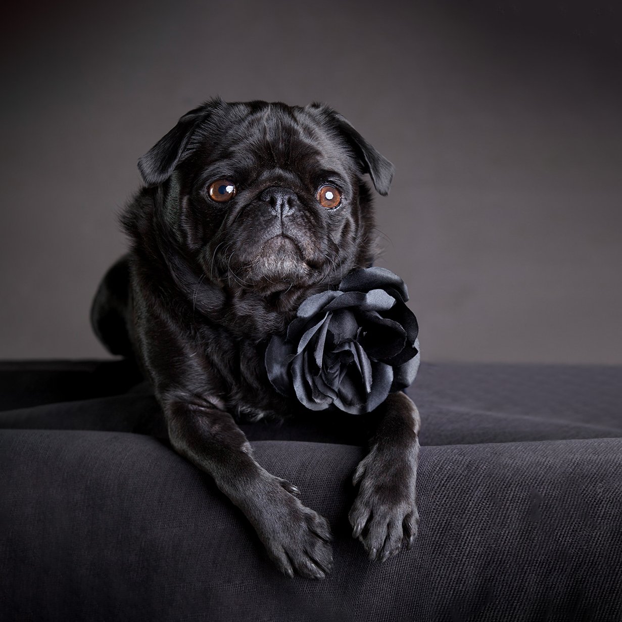 Squarespace Lola©pauline_zonneveld.jpg