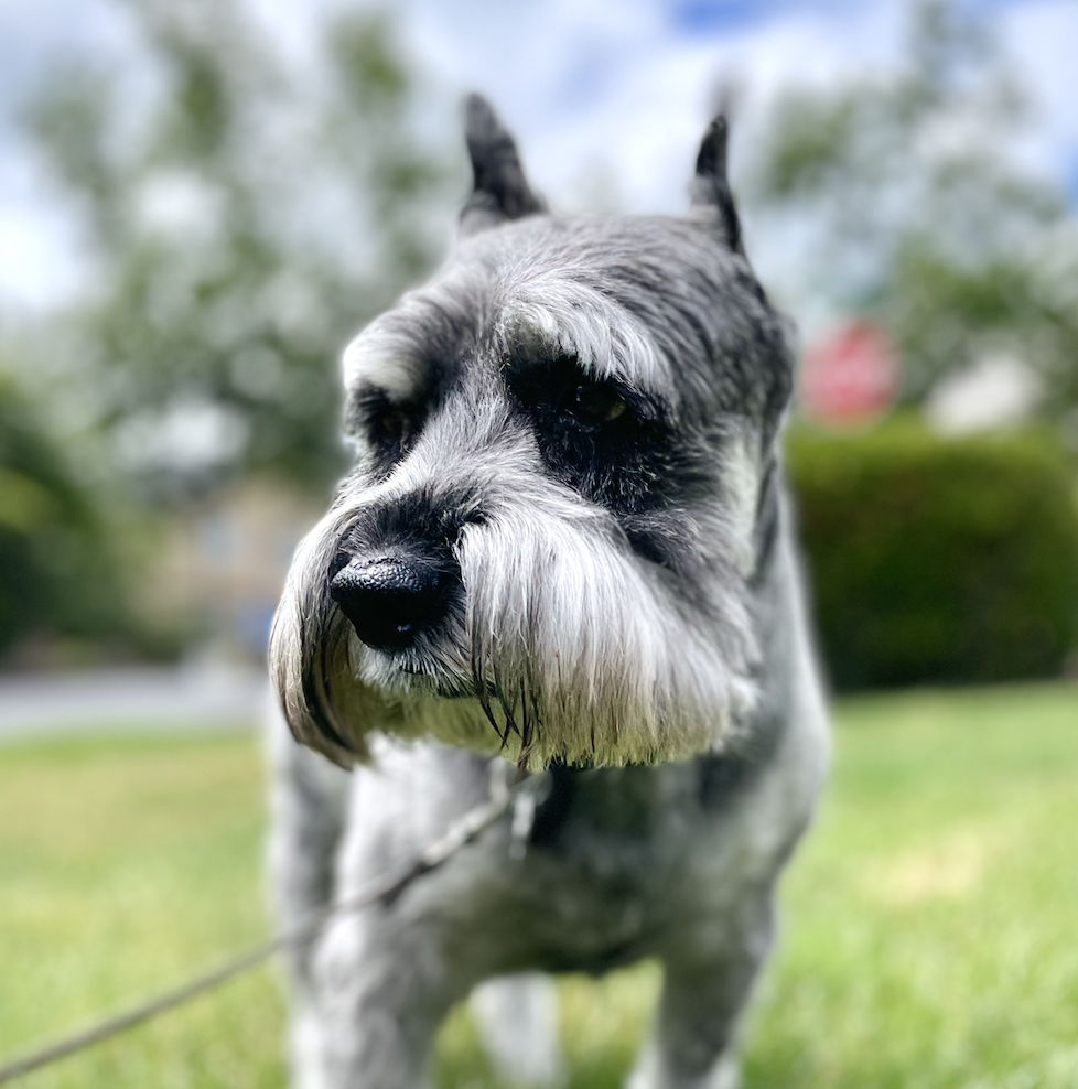 Screen Shot 2022-12-24 at 3.55.14 PM.png