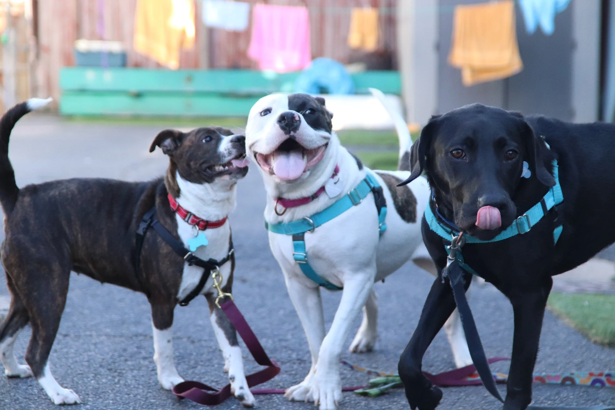 One Tail At A Time Dog Date Shoot