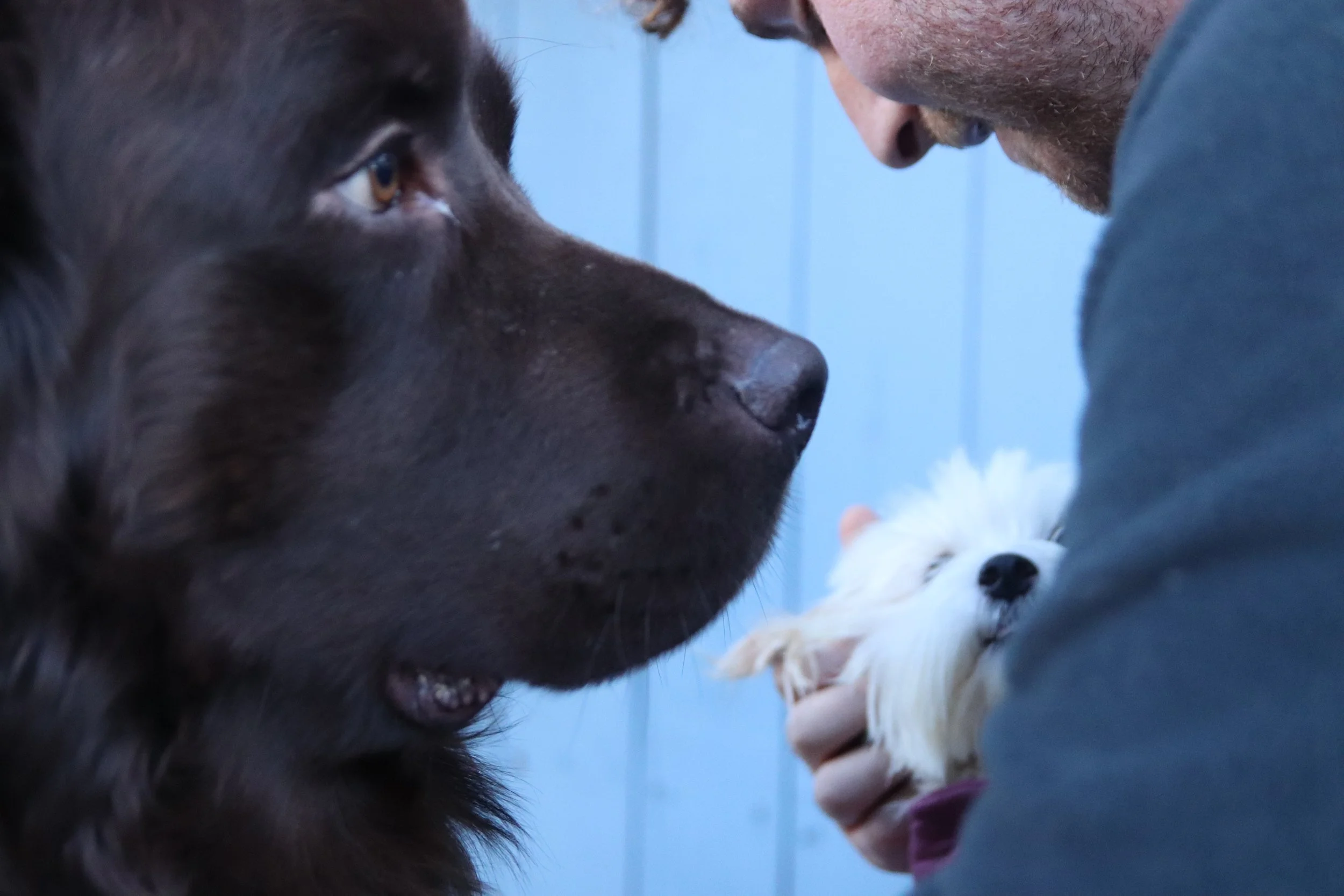 One Tail At A Time Dog Date Shoot