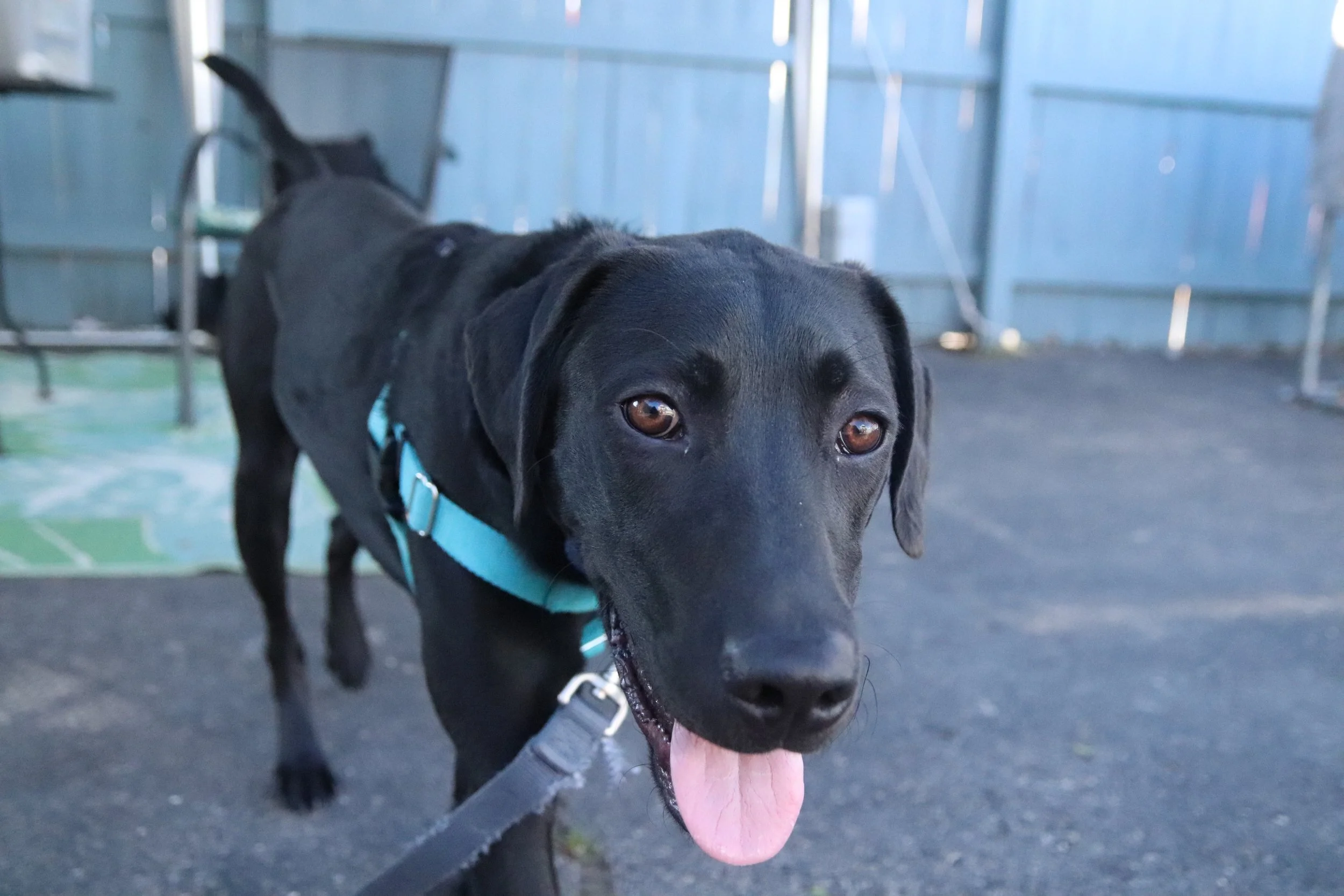 One Tail At A Time Dog Date Shoot