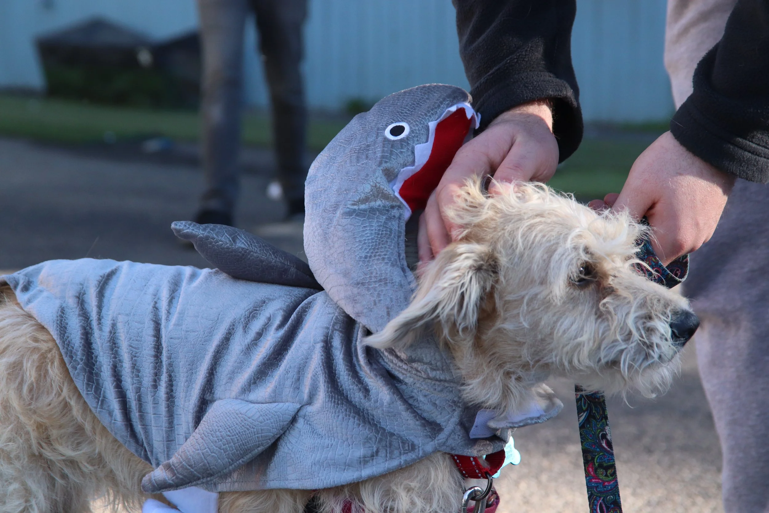 One Tail At A Time Dog Date Shoot