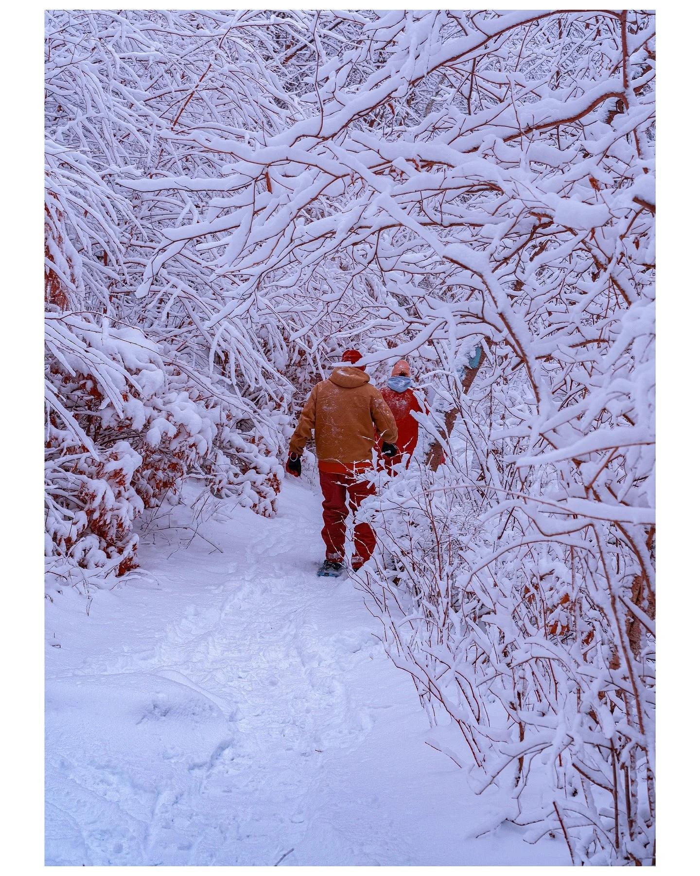 yesterday&rsquo;s walk

captured in extended spectrum

.

.

.

#infraredphotography #infrared_images #experimentalphotography #experimentalphoto #hikingadventures #aerochrome #filmfeed #kolarivision #nowherediary #nowhere #filmphotography #filmcommu