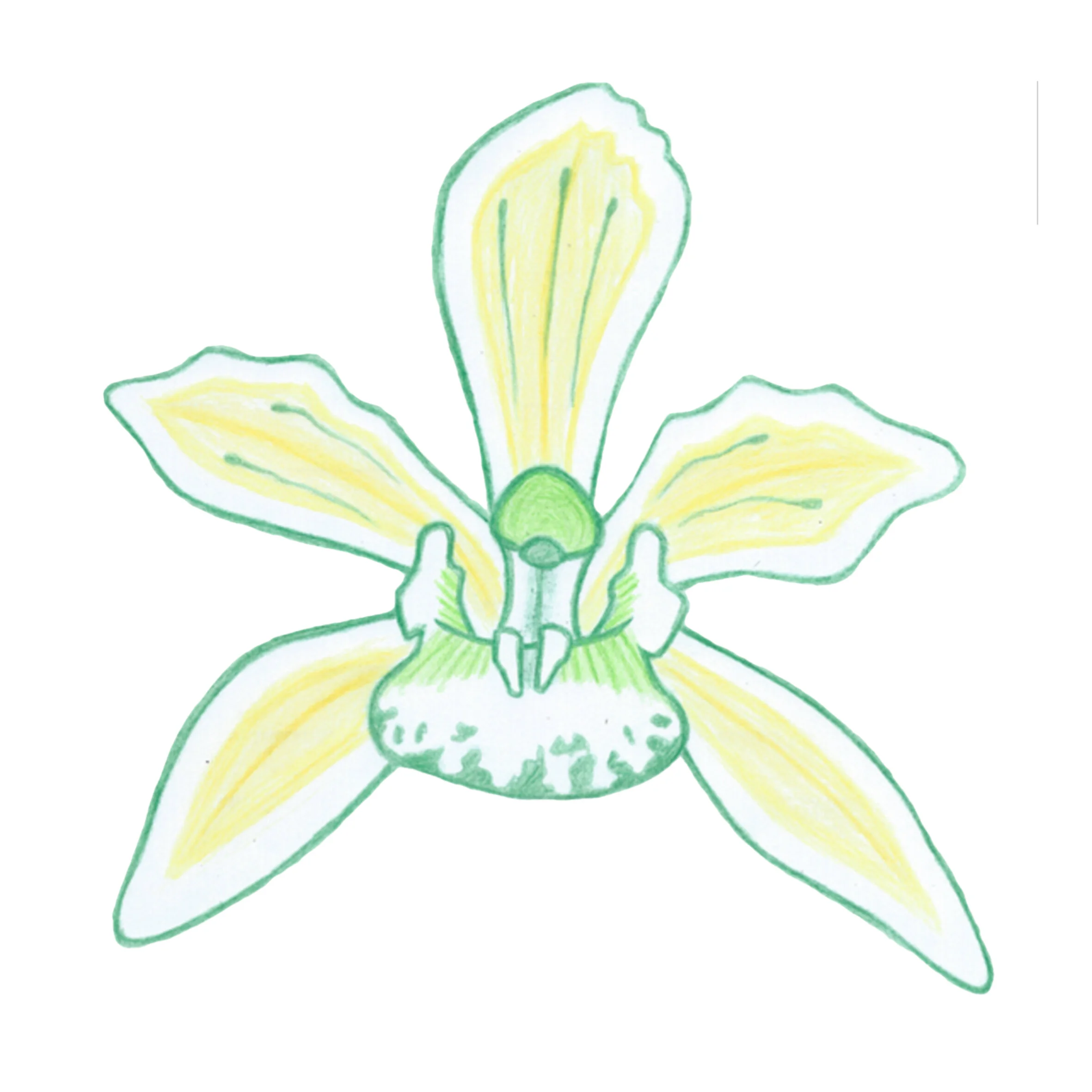 ShantiWorks' Examining Whiteness Workshop Series - Examining Our Racialised Selves