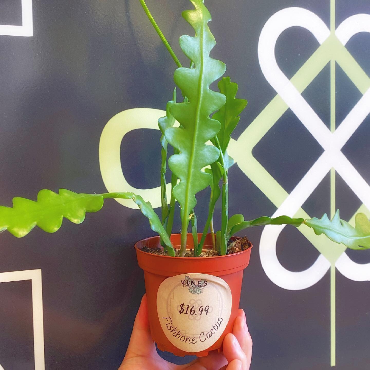 Happy Thursday! Thank you Brandon @vinesplantco for introducing adorable new plants 🌱 into our clinic space! This plant looks so neat!
.
.
.