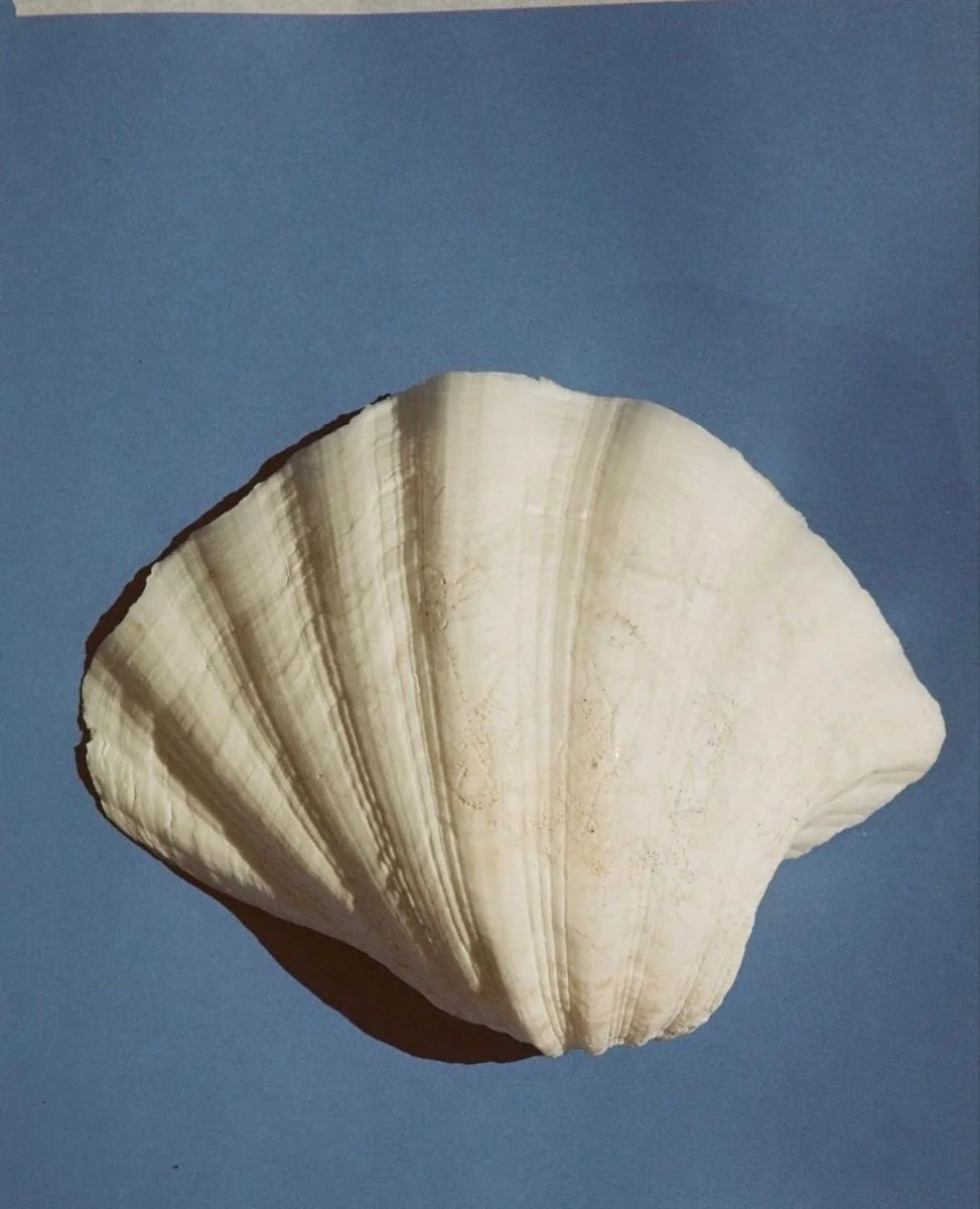 Close-up of a seashell with a textured, ridged surface, placed on a blue background.