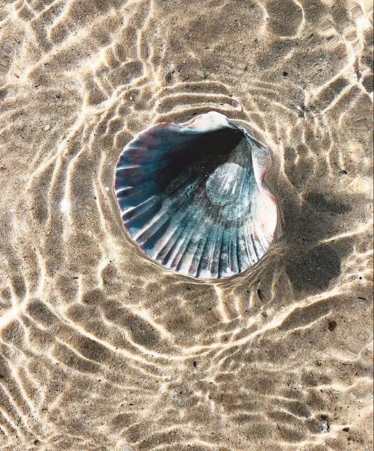 A seashell on the sandy beach with shallow water ripples surrounding it.