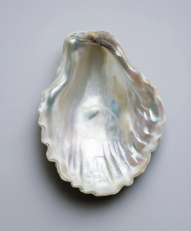 Close-up of a large, iridescent oyster shell with a smooth, shiny surface and ruffled edges.