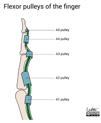 Finger pulleys diagram